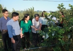 Lãnh đạo các đơn vị thăm quan mô hình trồng ổi tại xã Yên Sơn.