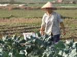 Bà Lê Thị Luyến, xã Khánh Hồng, huyện Yên Khánh tích cực chăm sóc rau phục vụ thị trường Tết