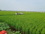 Hội LHPN huyện hỗ trợ mô hình “Sản xuất lúa theo hướng hữu cơ” tại khu tiền đồng thôn Huệ Địch xã Xuân Chính