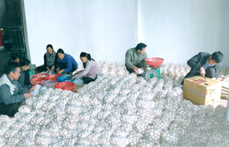 Các hộ gia đình Mô hình "Liên kết sản xuất nấm" tại xã Khánh Công, huyện Yên Khánh đóng gói sản phấm nấm tươi.
