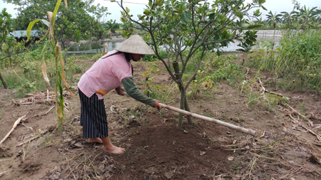 Mô hình trồng bưởi da xanh của chị Ninh Thị Mừng ở Chi hội phụ nữ xóm 1 Lam Sơn, xã Khánh Thượng.