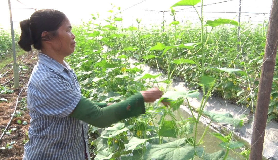 Từ nguồn vốn vay của Hội phụ nữ, bà Đinh Thị Tam, xã Gia Phương, huyện Gia Viễn đã đầu tư sản xuất rau, quả theo hướng an toàn