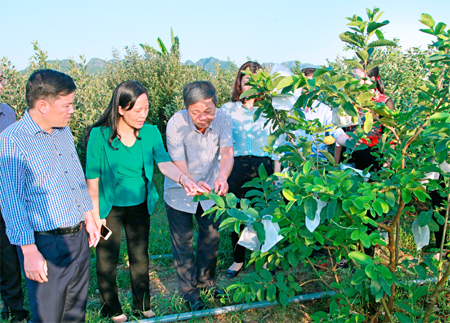 Các đại biểu tham quan mô hình trồng ổi Đài Loan tại gia đình ông Nguyễn Văn Phương ở xã Yên Sơn. Ảnh: Anh Tuấn