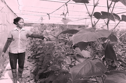 Chị Đinh Thị Tam chăm sóc vườn rau.