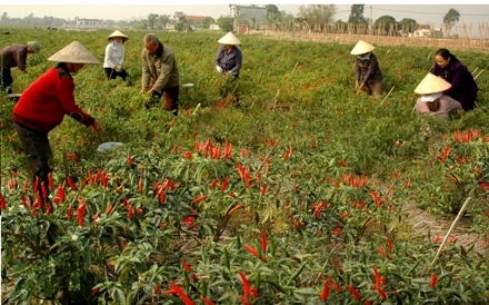 Mô hình trồng ớt của hội viên phụ nữ huyện Yên Khánh.