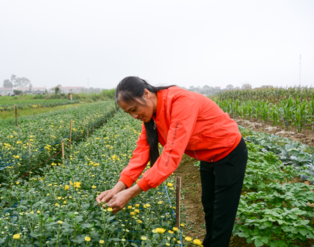 Mô hình rau sạch kết hợp trồng hoa của hội viên phụ nữ xã Yên Thắng, huyện Yên Mô.