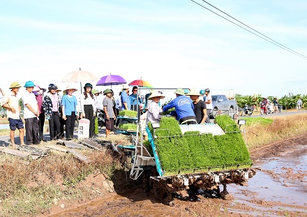 Các đại biểu tham quan mô hình cấy lúa sử dụng máy cấy lúa kubota.