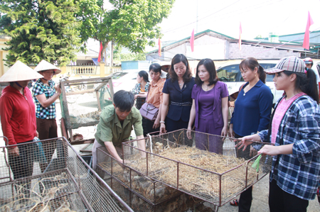 Các đại biểu thăm trang trại hộ dân được hỗ trợ gà ở xã Phú Long.