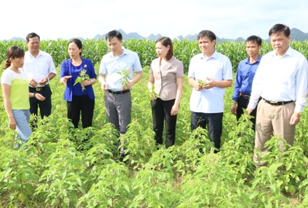 Thăm mô hình sản xuất cây dược liệu tại HTX Phú Quang.
