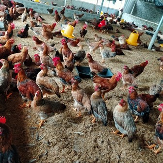 Trang trại nuôi gà của gia đình chị Nguyễn Thị Tâm